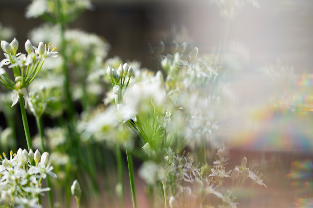 white flowers