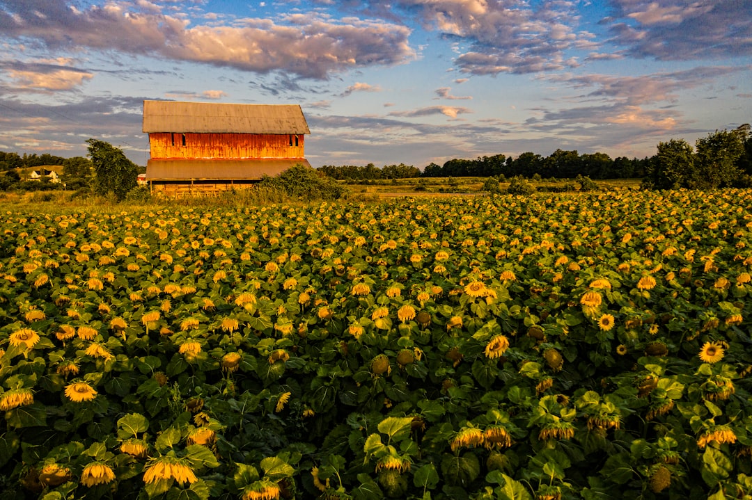 yellow sunflower field