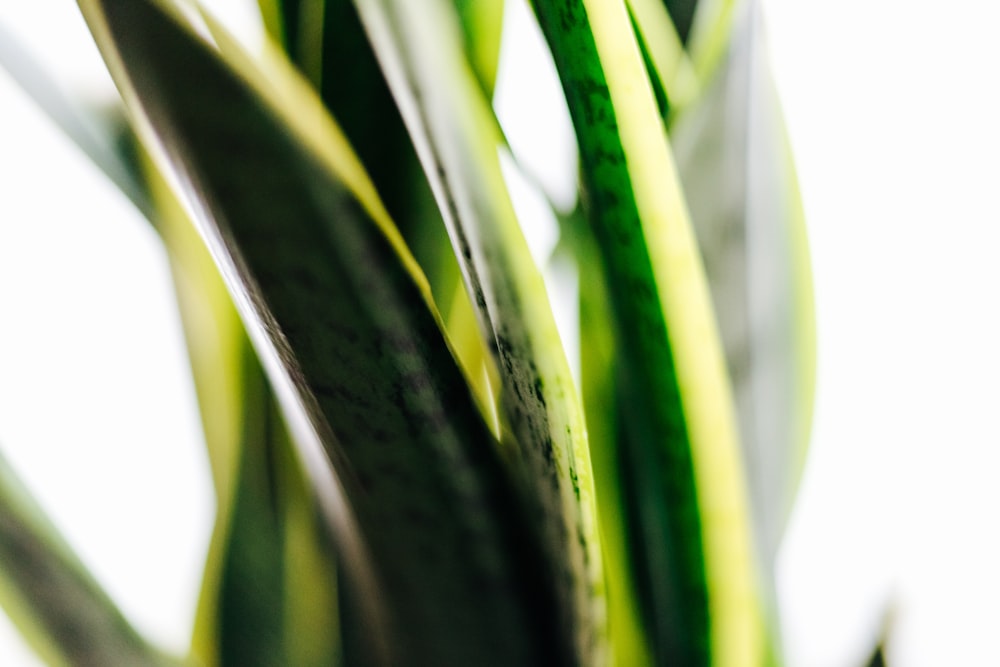 close up photo of snake plant