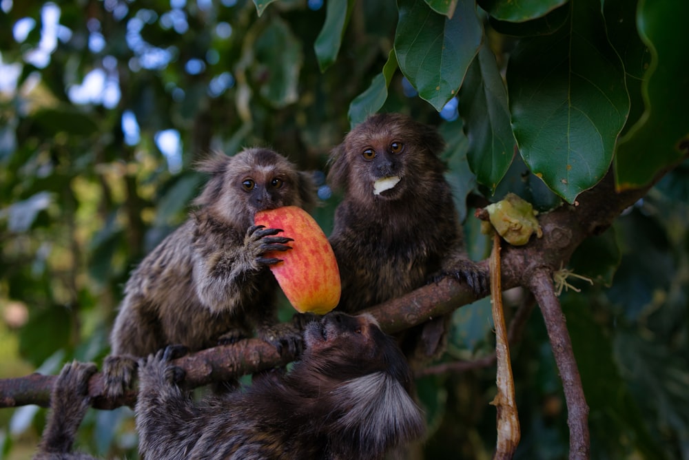 primate on tree branch