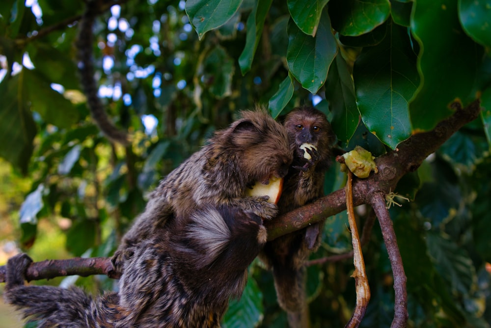 primate on tree branch