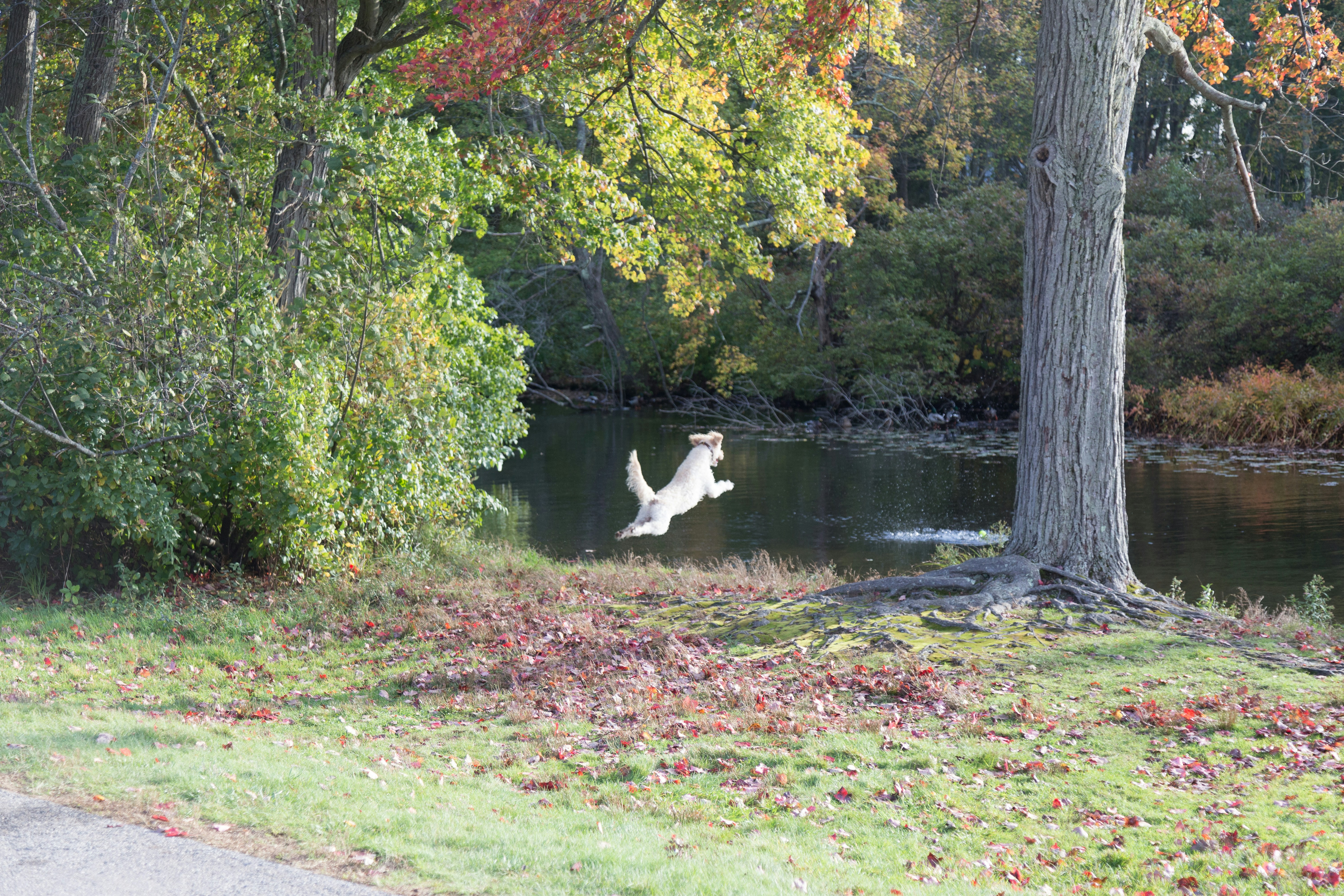 dog jumping to body of water during day