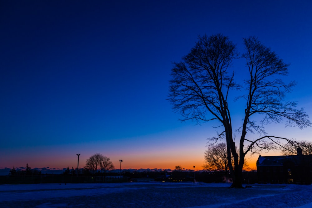 a lone tree in a snowy field at sunset