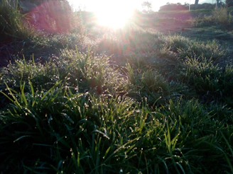 Sunlight filtering through mustard fields with dew-kissed leaves in the early morning