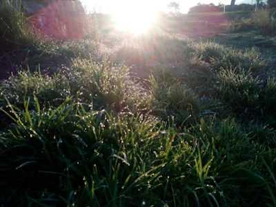 A warm morning light over the farmyard with caregivers and residents sharing smiles.