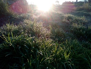 Morning sunlight casting golden hues over rows of leafy greens at the farm.