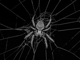 grayscale photography of spider