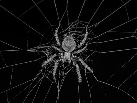 grayscale photography of spider