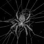grayscale photography of spider