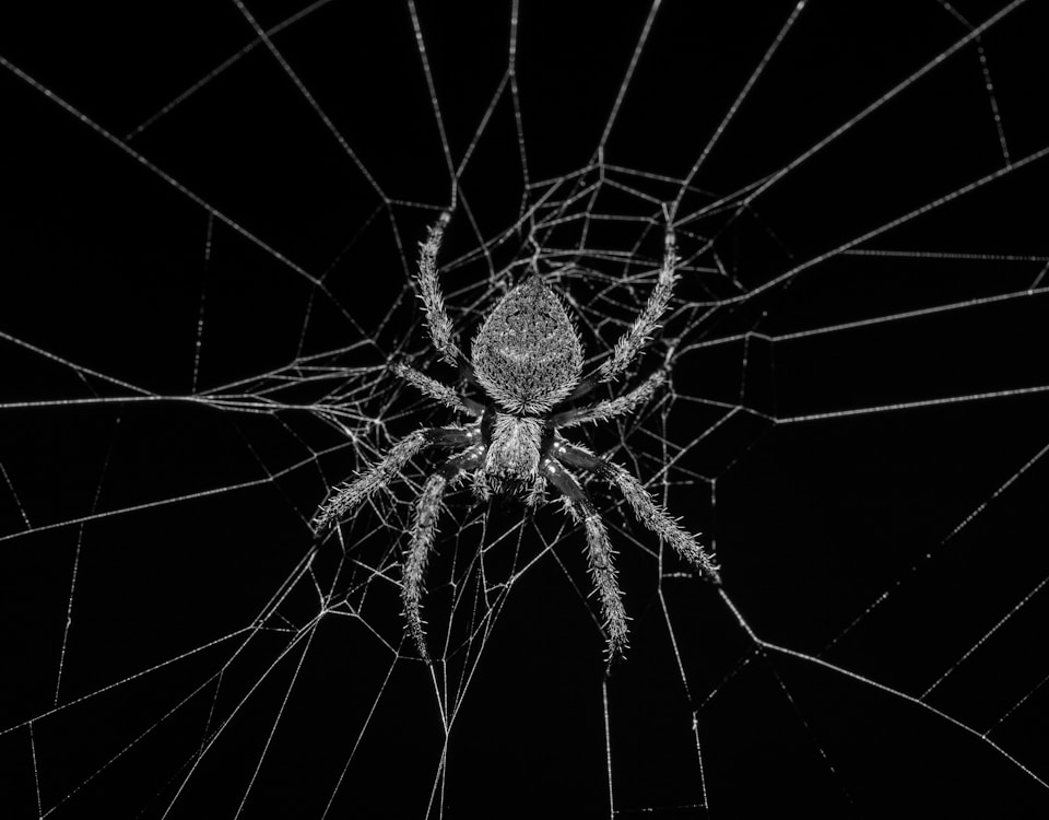 grayscale photography of spider