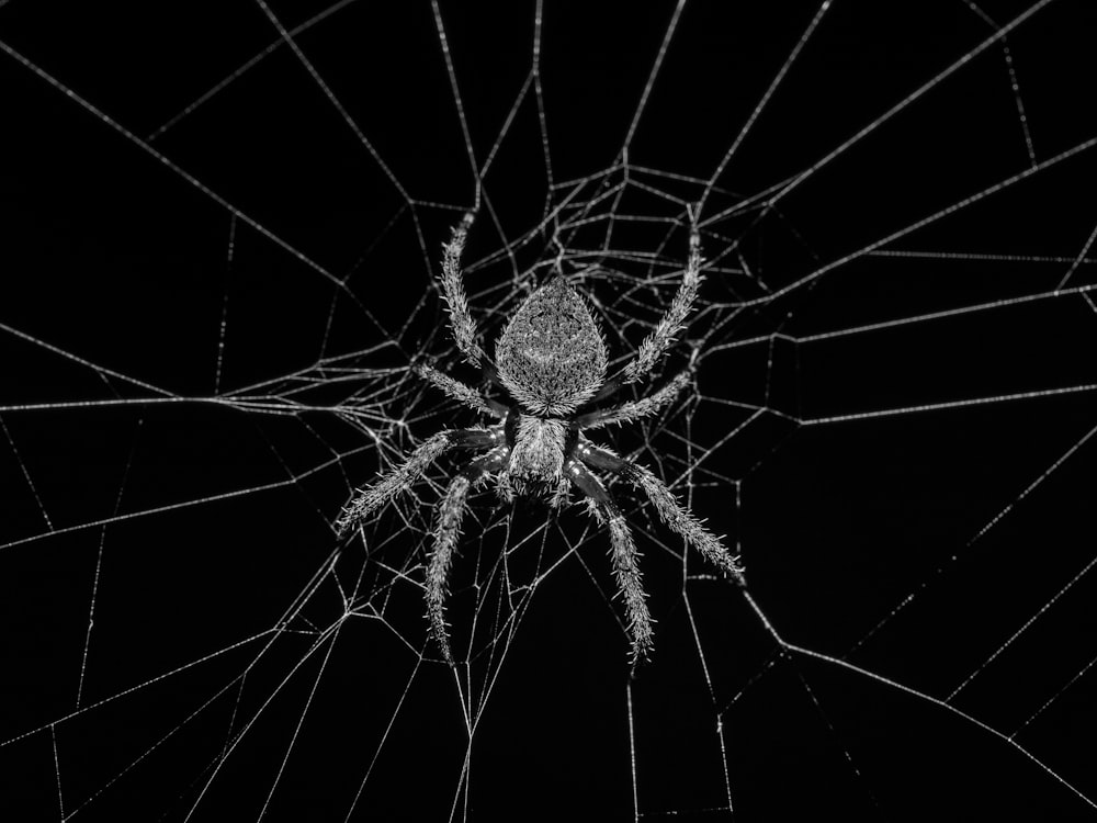 Photographie en niveaux de gris de l’araignée