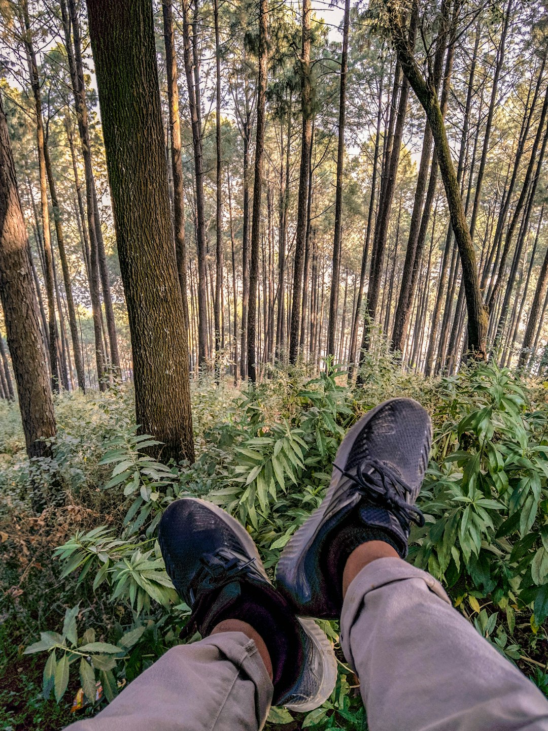 Forest photo spot Dakchhinkali Road Chitwan