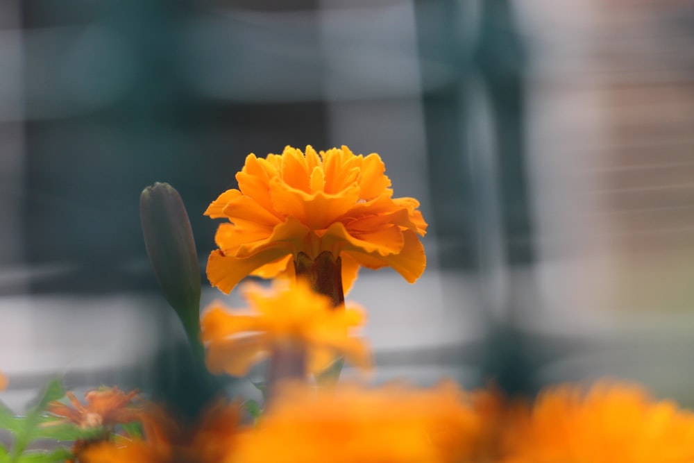 yellow multi-petaled flower