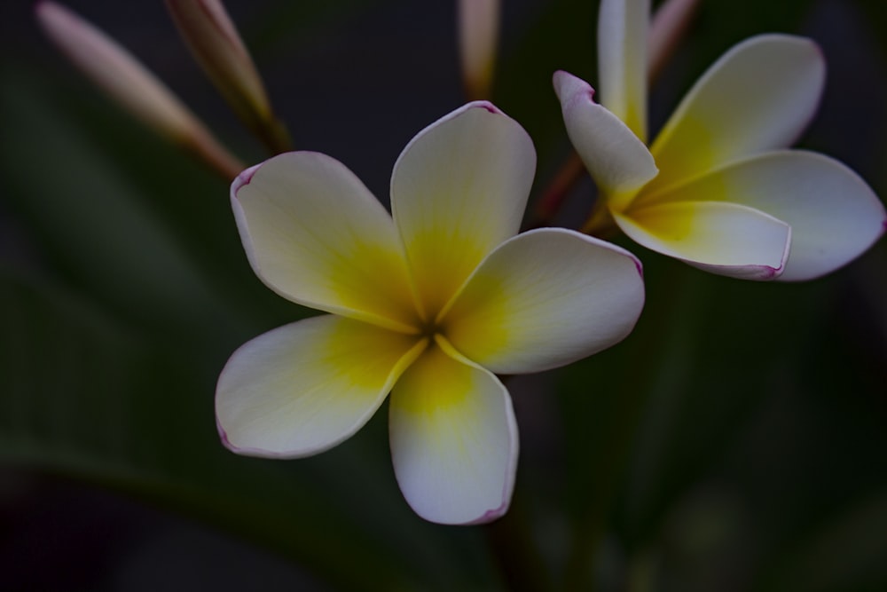 white and yellow plumeria flowers