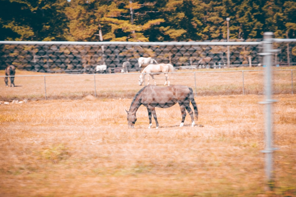 brown horse on grass field