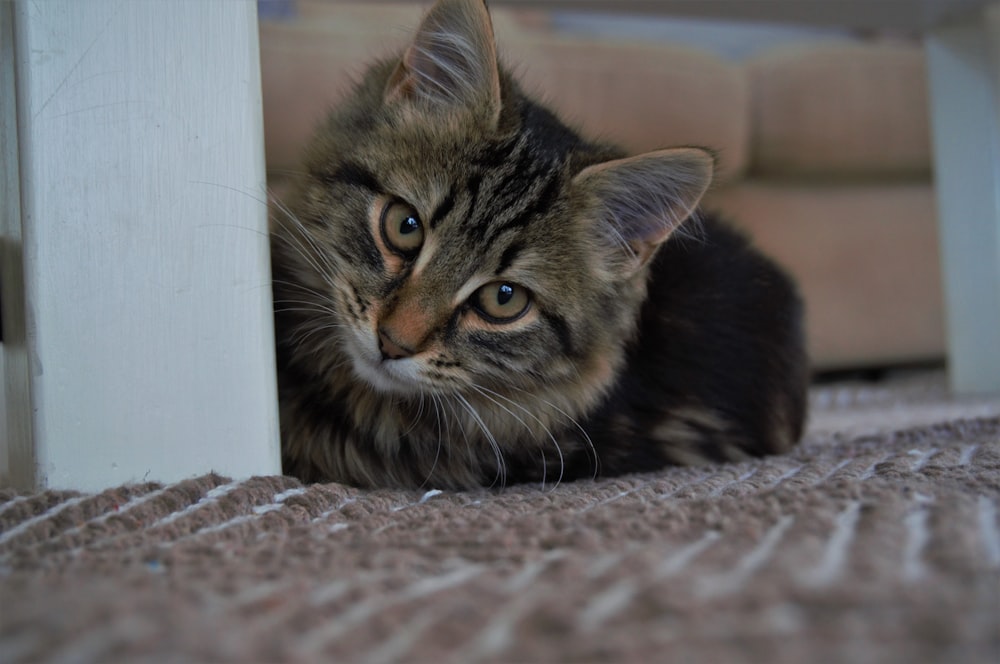 Un gatto è sdraiato sul pavimento a guardare la telecamera