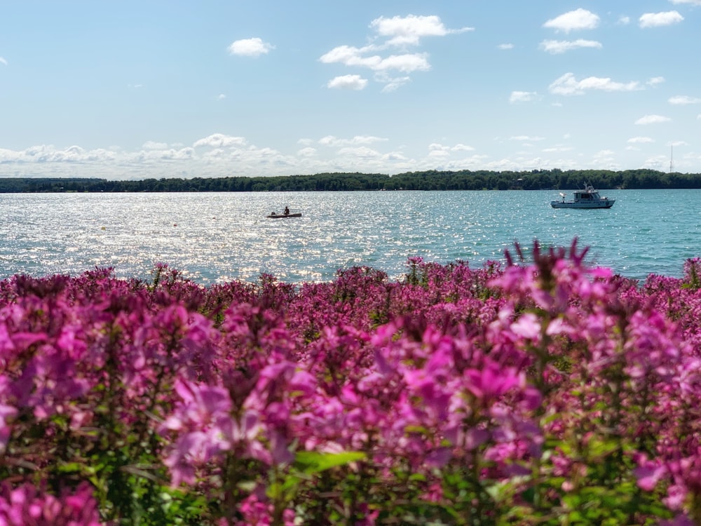 purple flower field near sea during daytime