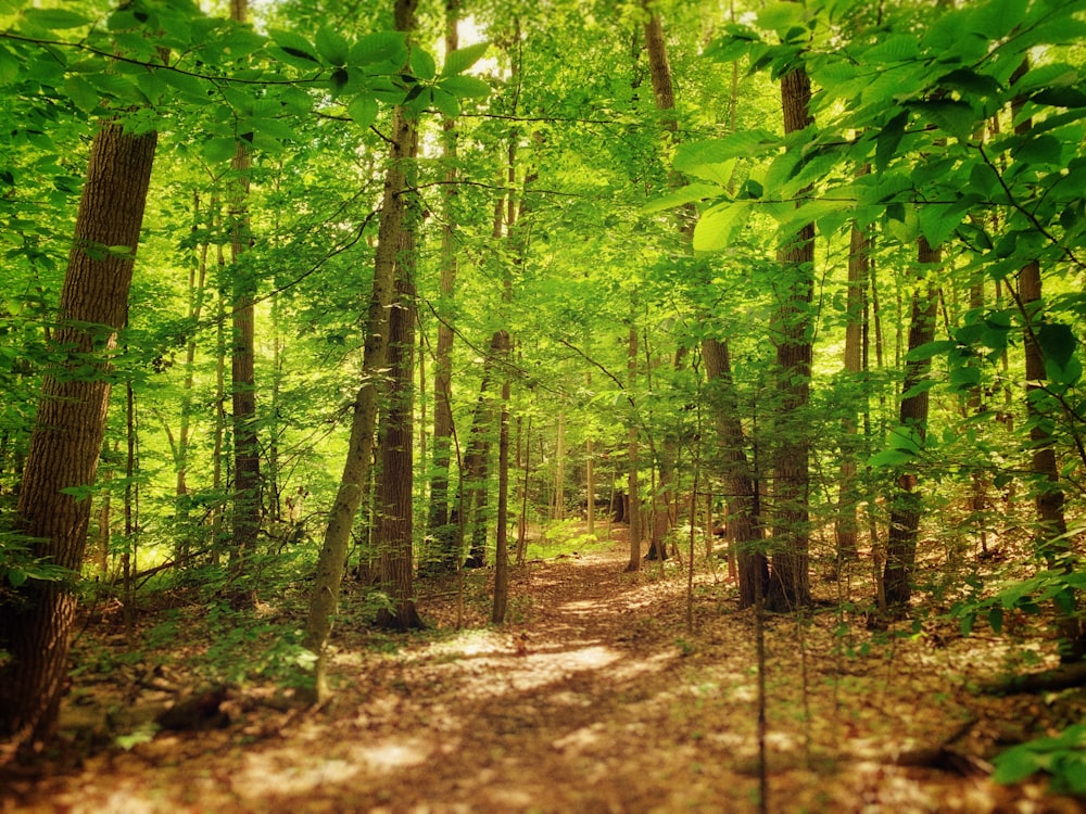 a path in the middle of a green forest