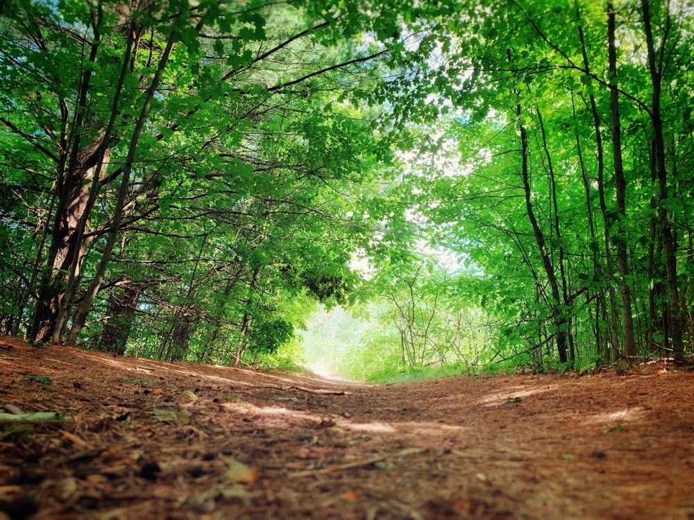 pathway with dried leaves between trees