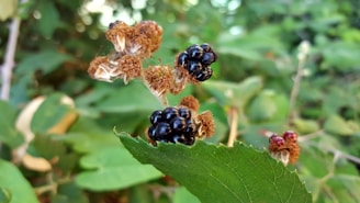 Ripe blackberries are attached to a thorny stem with some fruit covered in a brown, dried husk. The background includes lush green leaves in a natural garden or forest setting, slightly blurred to emphasize the fruit.