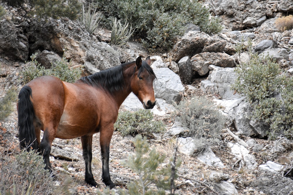 cavallo marrone sulla collina