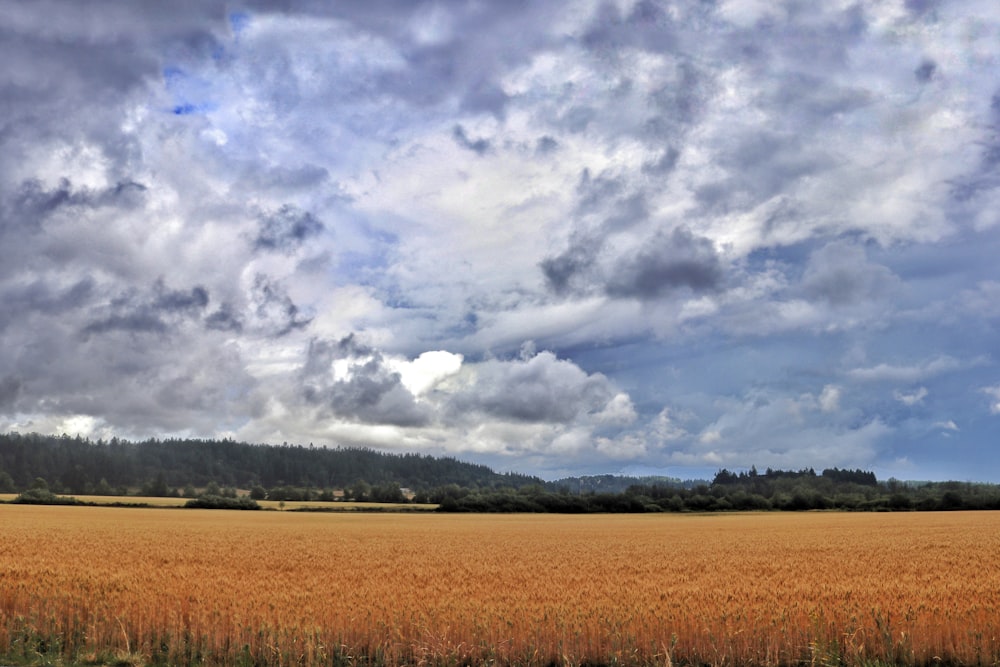 brown field under cloudy sky during daytime