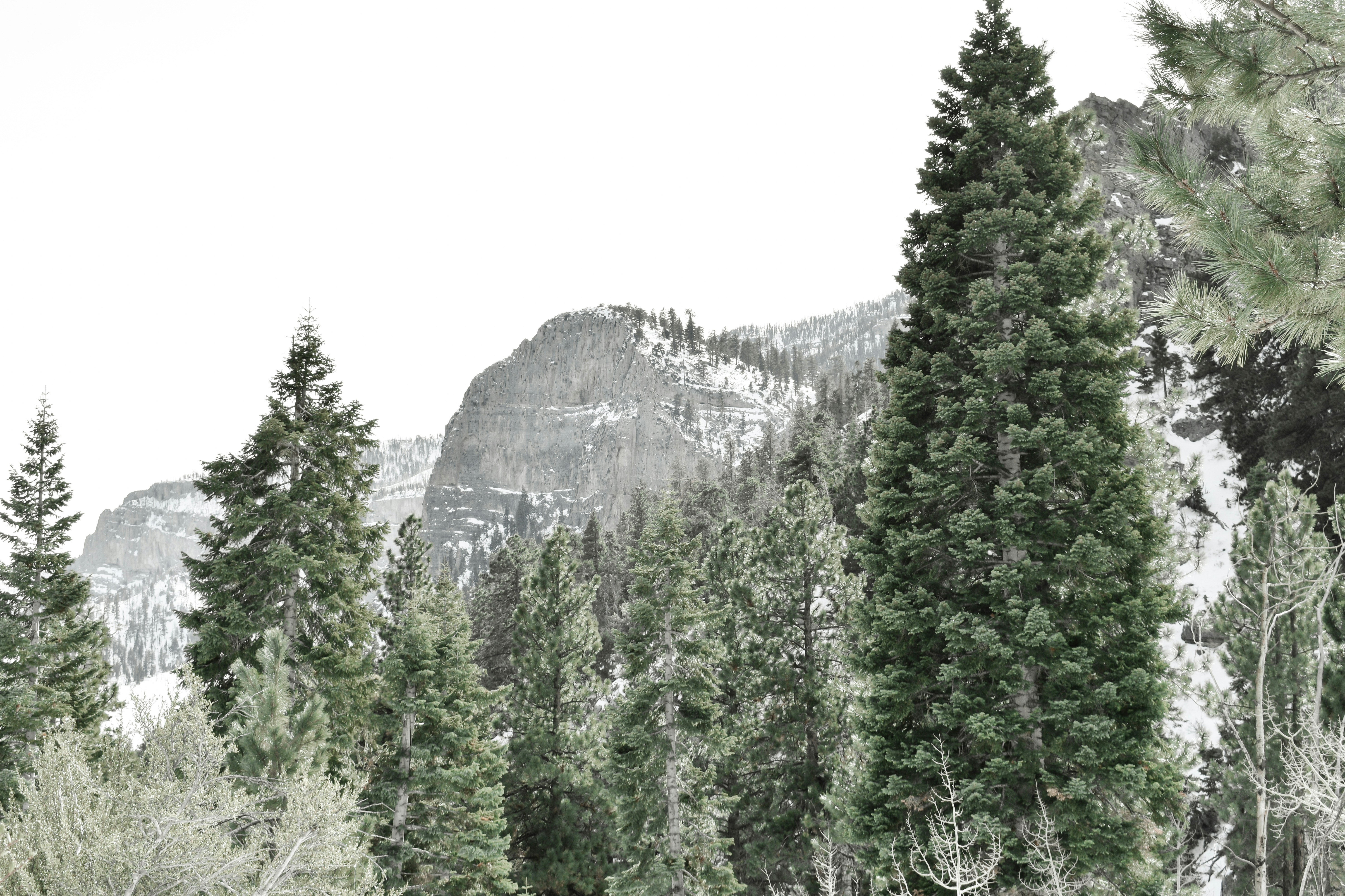 a forest filled with lots of tall green trees