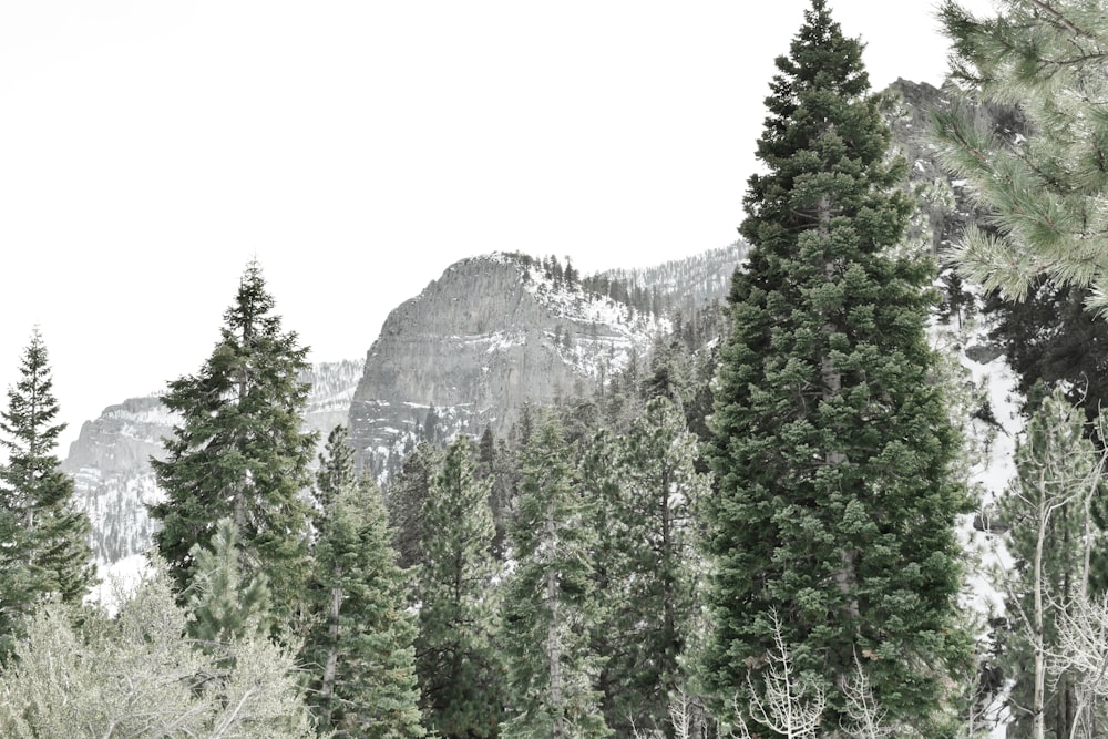 a forest filled with lots of tall green trees