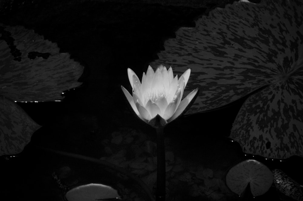grayscale photo of lighted flower decor
