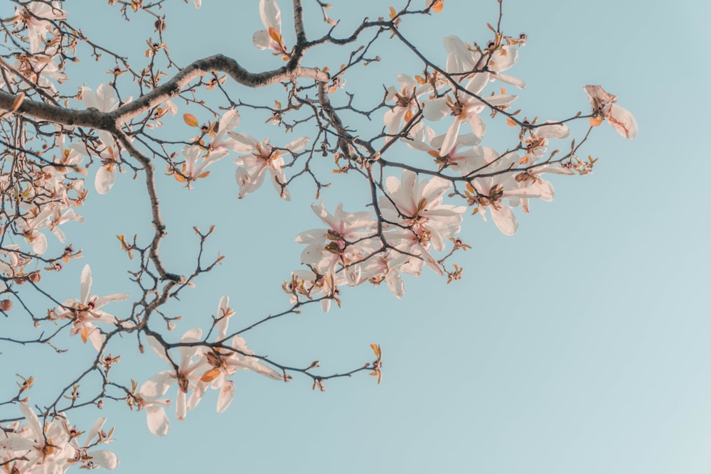 the branches of a tree with white flowers against a blue sky