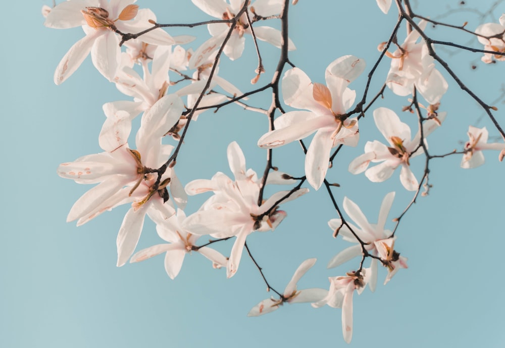 a branch of a tree with white flowers