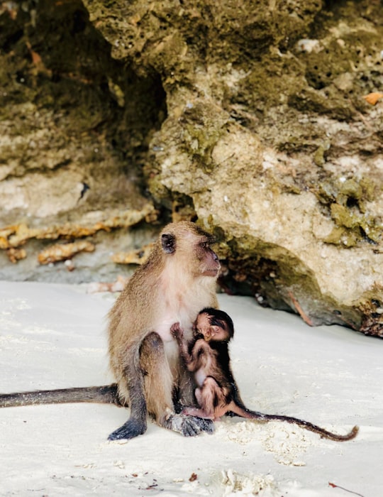 brown monkey on focus photography in Ao Nang Thailand