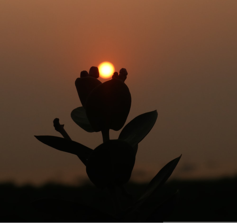 the sun is setting behind a silhouette of a flower