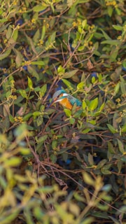 A vibrant bird with a bright blue and orange plumage is perched among dense green foliage. The bird is centrally located, blending slightly with the background of leaves and twigs that fill the frame. The light captures the intricate details on the bird's feathers, highlighting its colorful appearance.