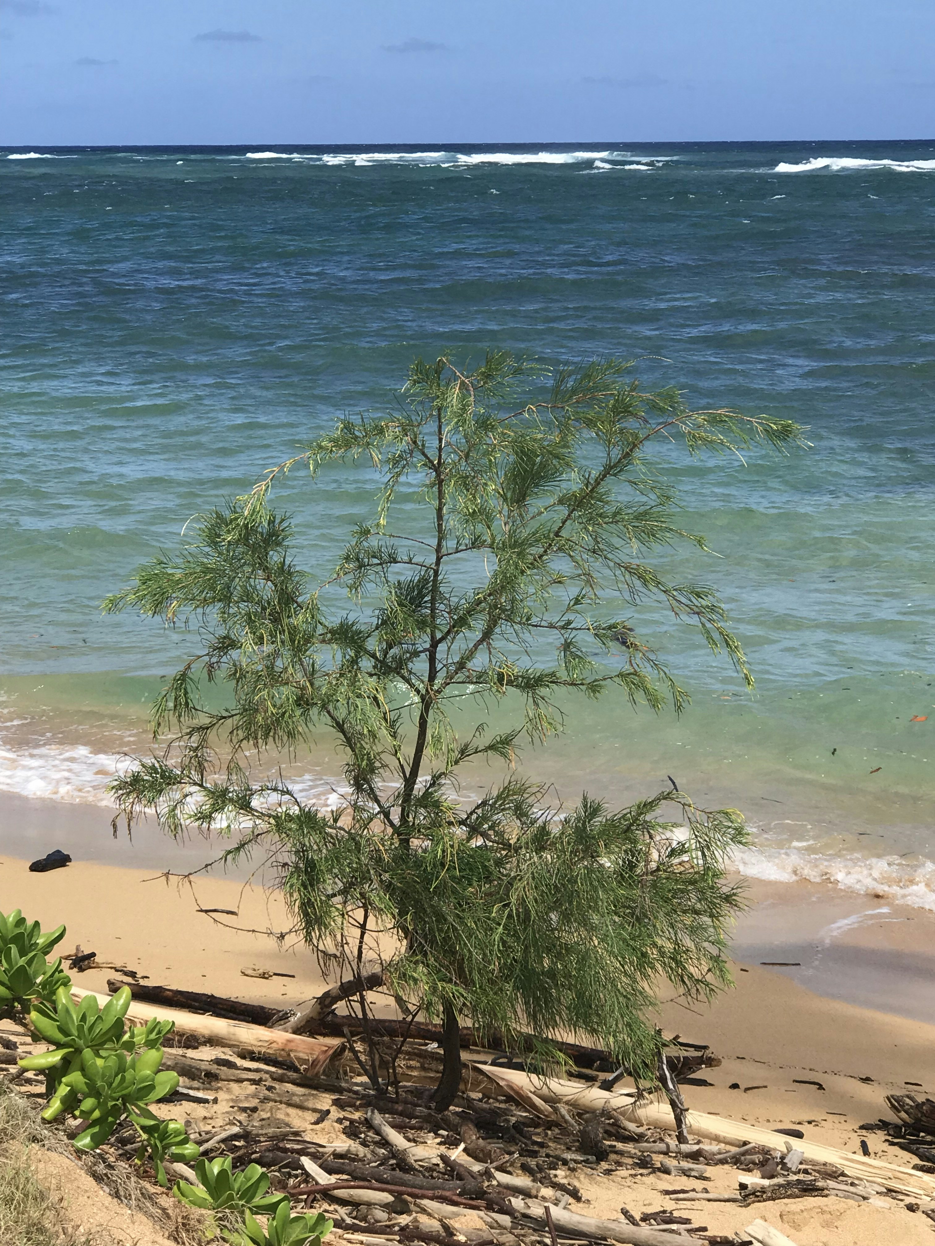 a lone tree on a beach near the ocean