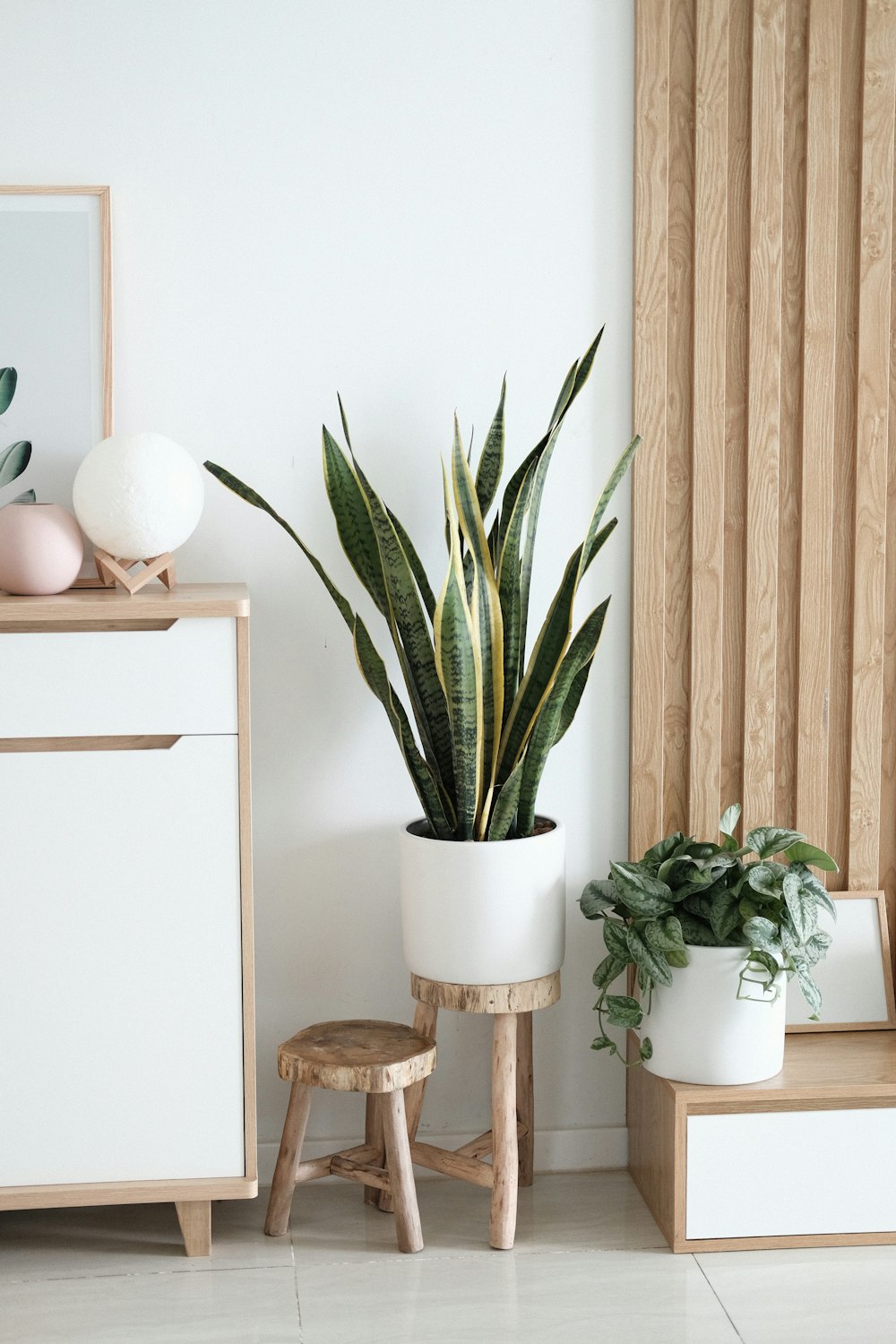 snake plant in vase