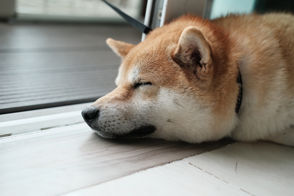 床で寝ている犬