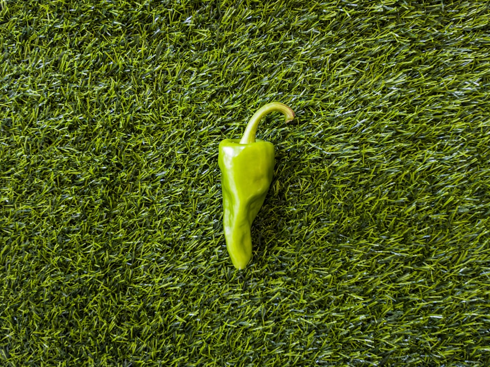 green bell pepper on green grass