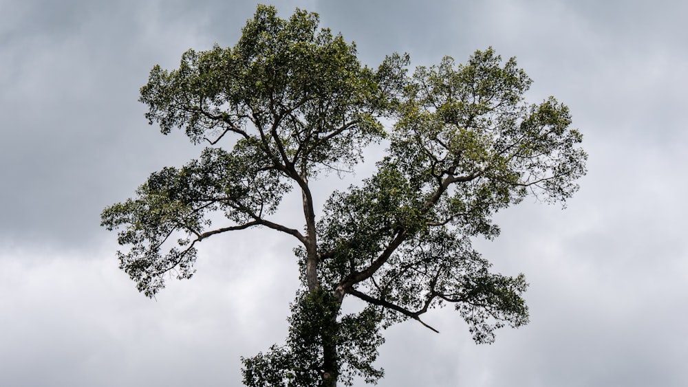 a tall tree with lots of green leaves