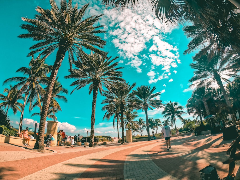 palm trees on street at daytime