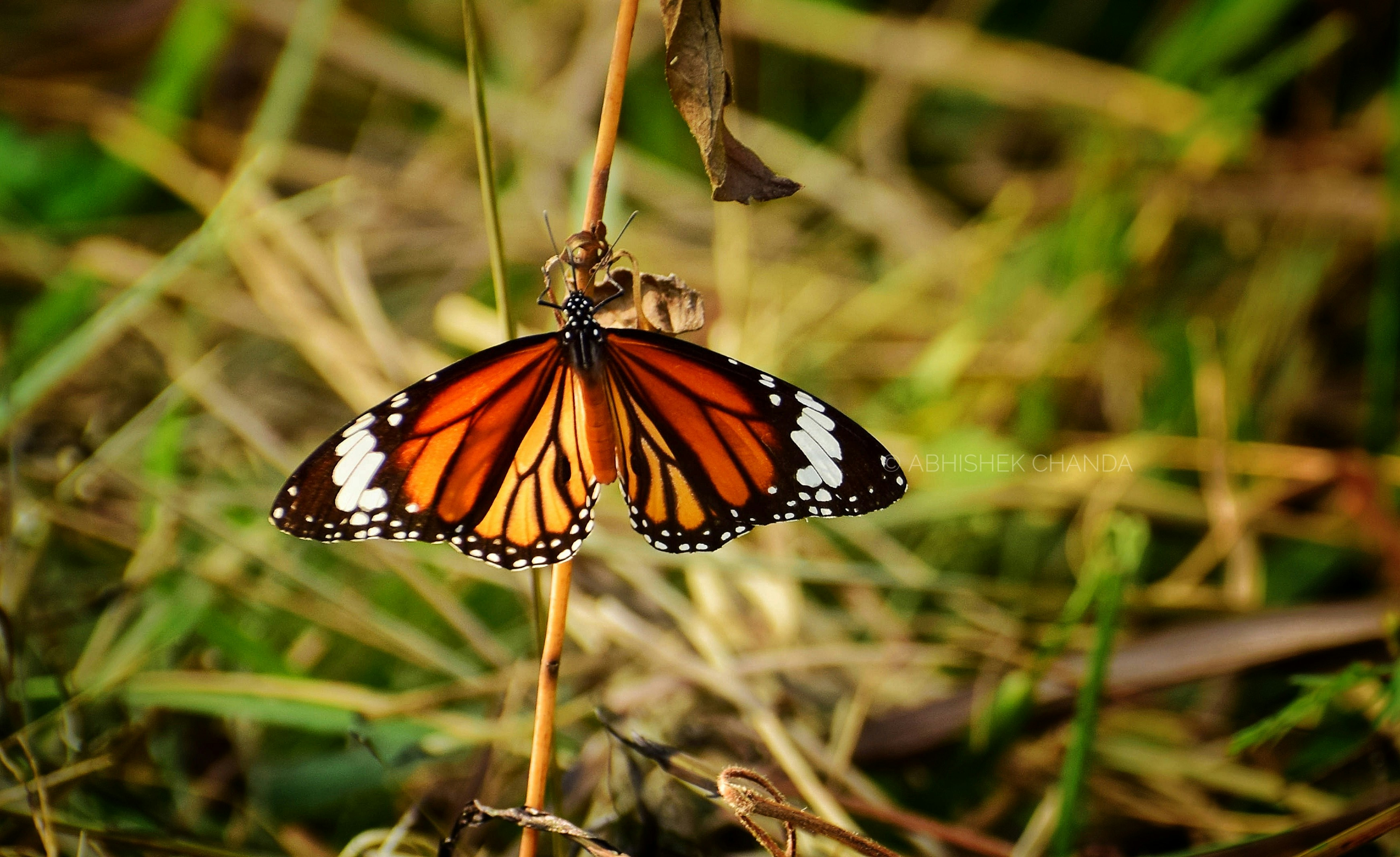 Photo by abhichan108