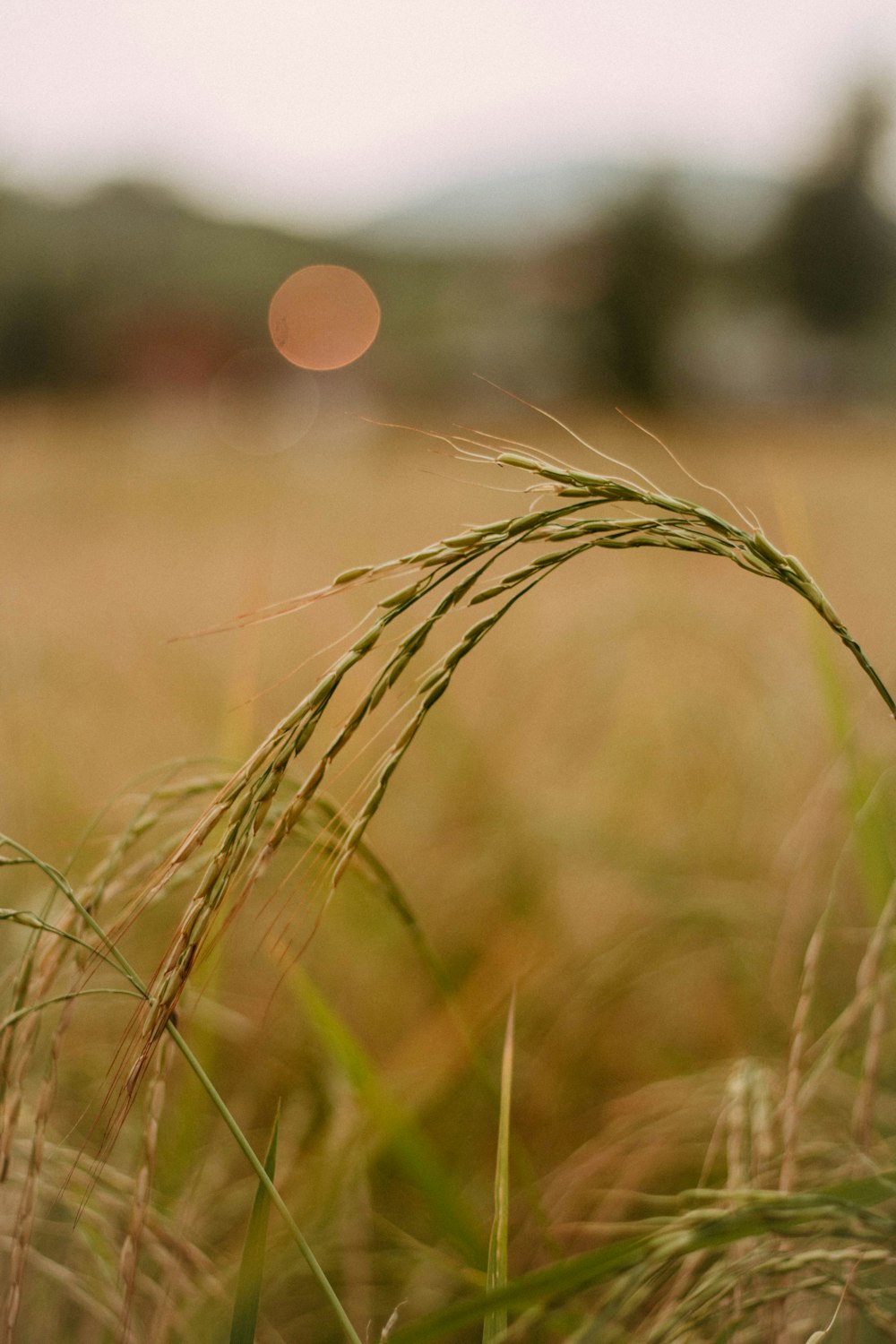 selective focus photo of green wheat plant
