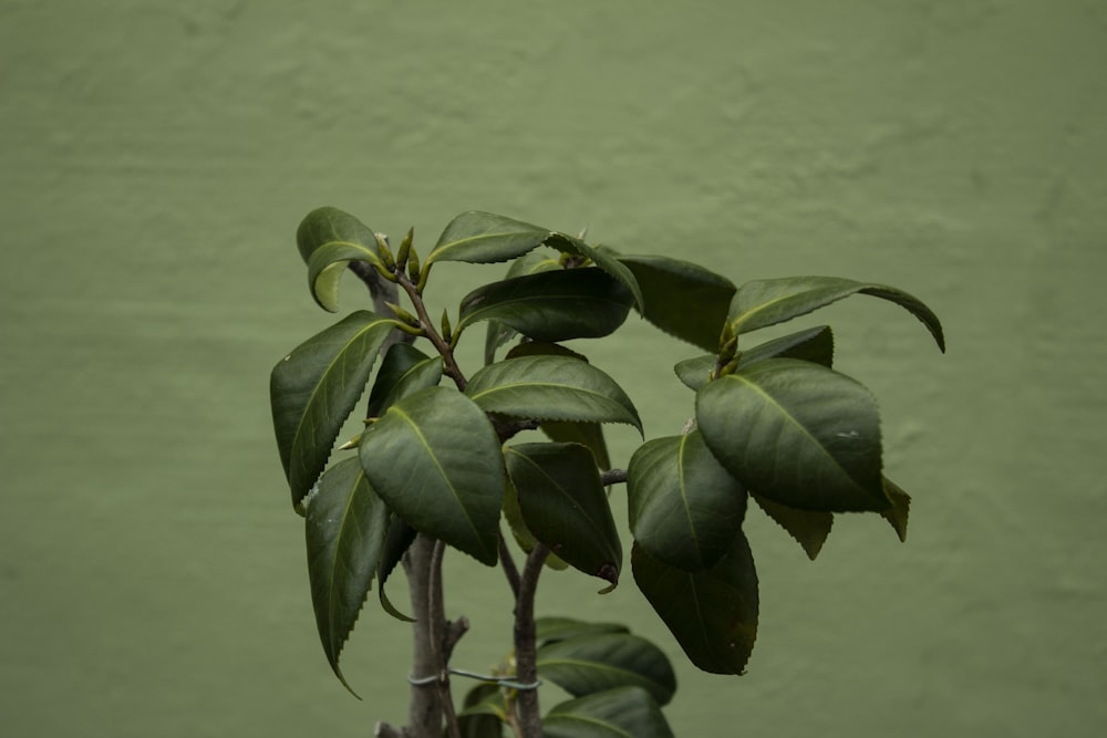 green leaf plant close-up photography