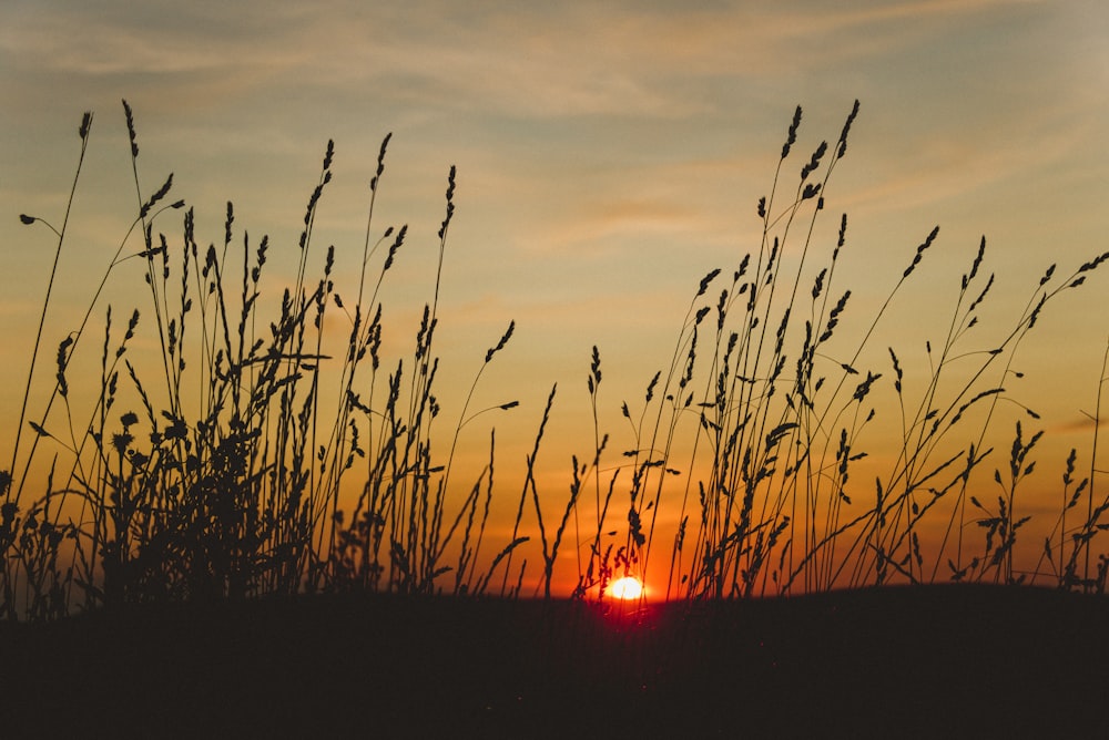 the sun is setting behind some tall grass