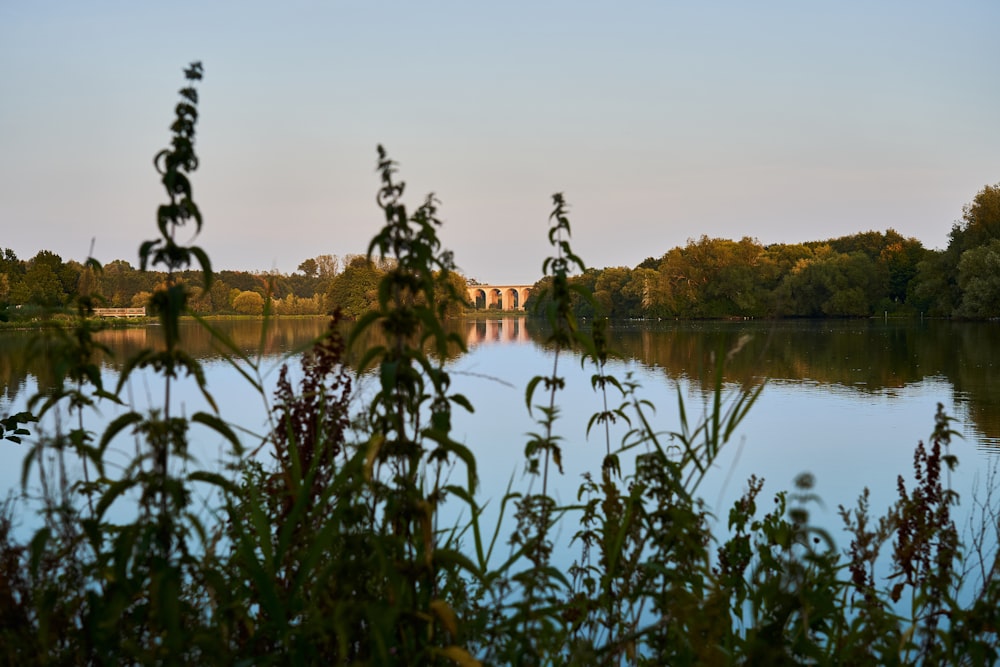 a body of water surrounded by trees and a bridge