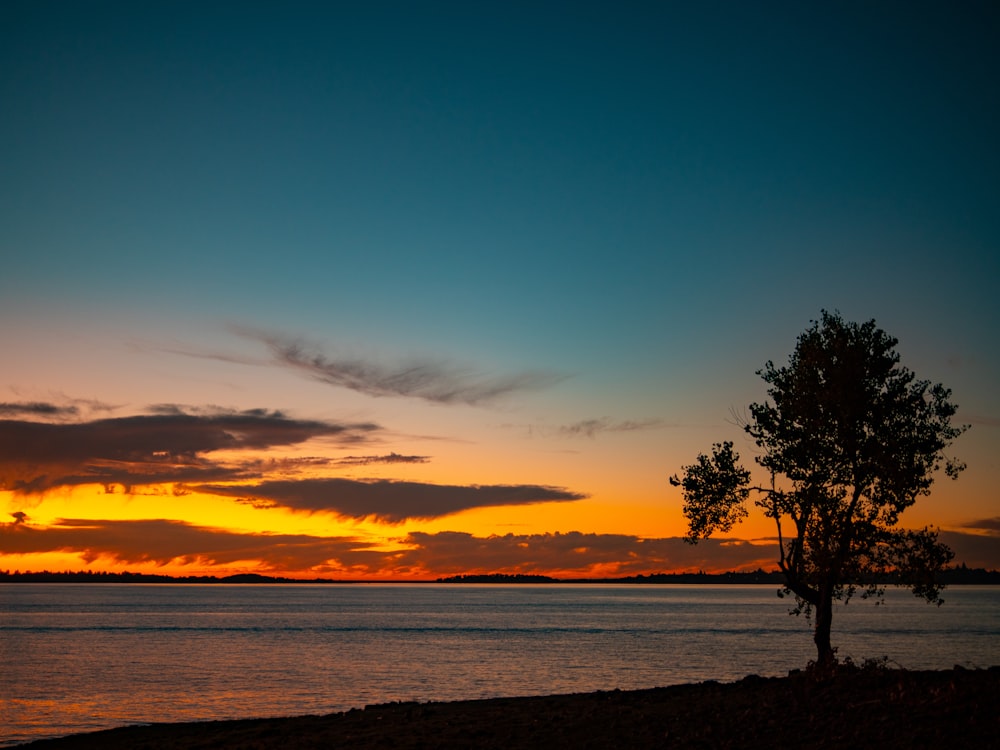 calm sea viewing tree under yellow and blue skies