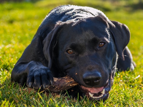 a black dog chewing on a stick in the grass