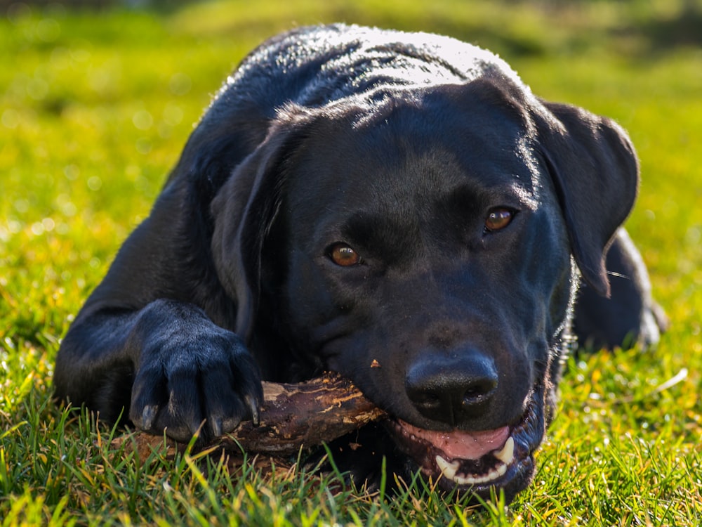 a black dog chewing on a stick in the grass