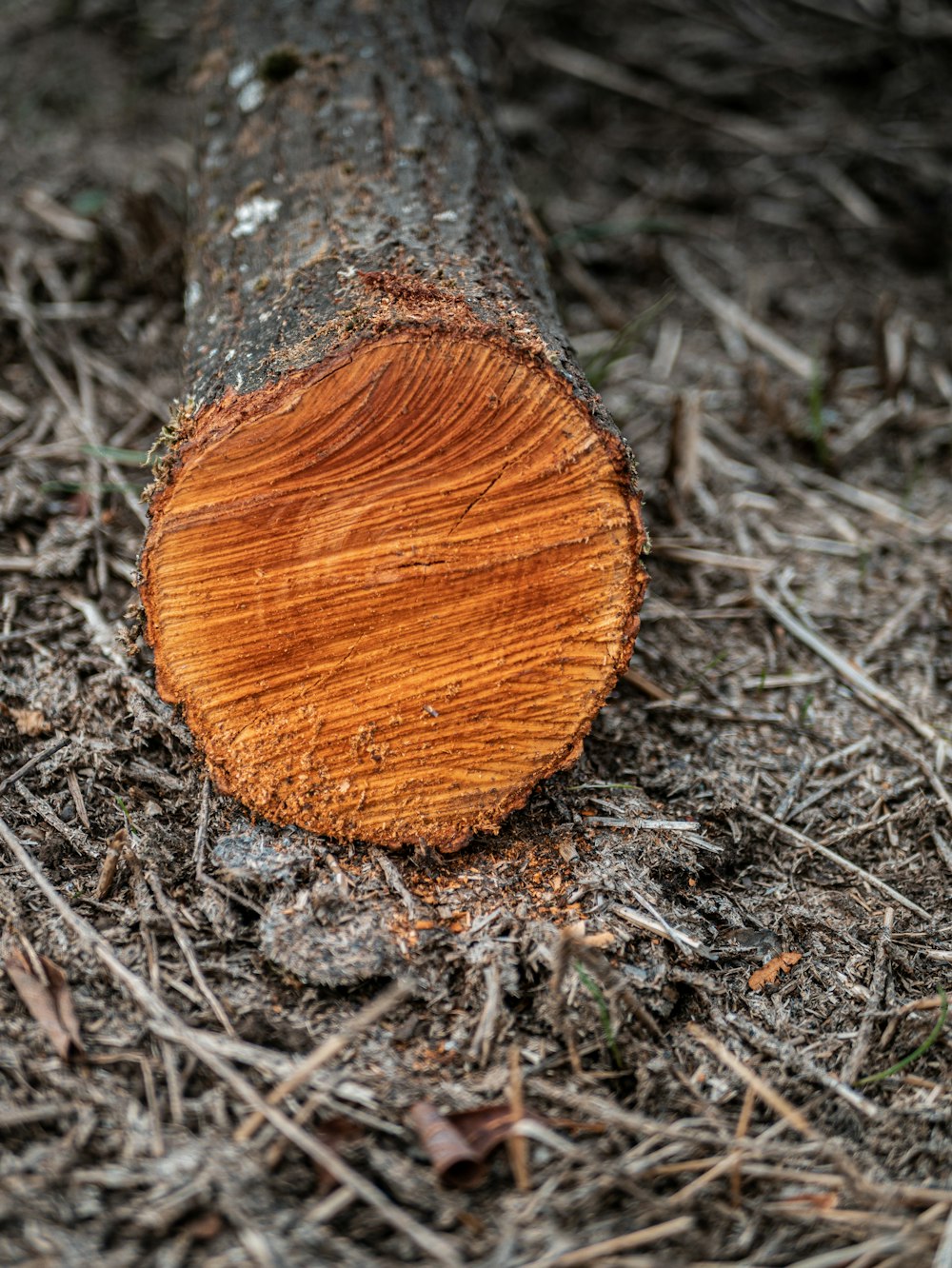 gray cut wood on ground