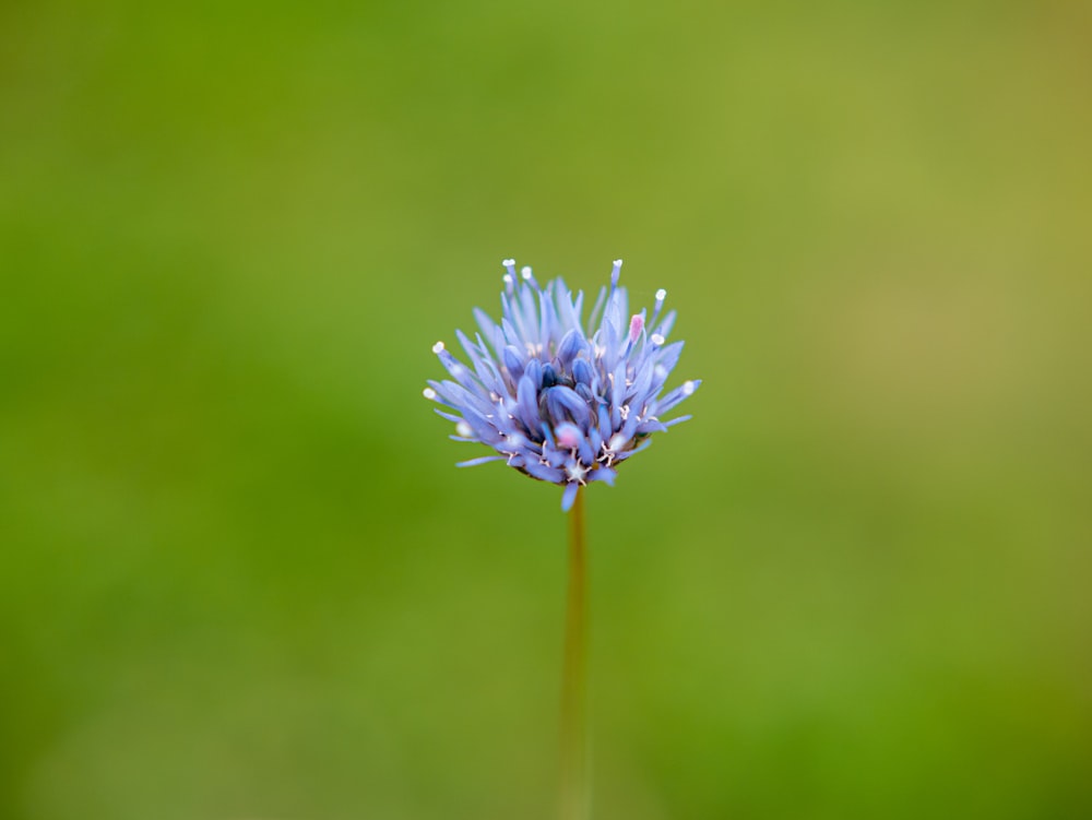 Fotografía de enfoque selectivo de flor azul
